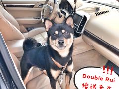-Double Rui宠物酒店