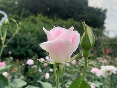 -人民公园(罗湖区)