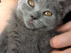 -喵的天空名猫咖啡馆·撸猫·猫舍·用品