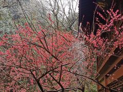 -十八棵（老龙井）御茶园(老龙井店)