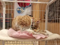 -四姑娘山阿巴郎·藏式花园餐厅