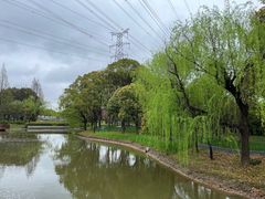 -高东镇樱花园