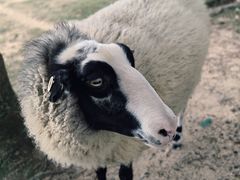 -神户市立六甲山牧场