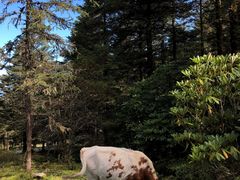 -硗碛藏寨·神木垒景区