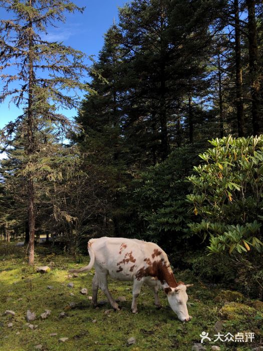 硗碛藏寨·神木垒景区图片