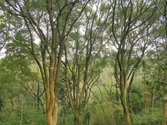 -杭州半山国家森林公园