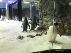 -悉尼海洋生物水族馆