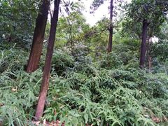 -聚龙山公园