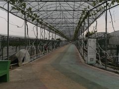 -成都美盈都市现代农业示范园