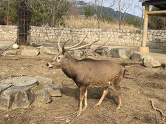 -苏州上方山国家森林公园