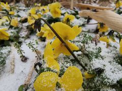 -菊上料理(蜀山银泰百货店)