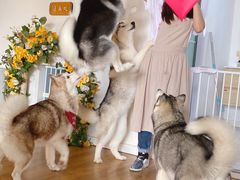 -Husky Go! 哈士奇体验馆·宠物咖啡厅狗咖