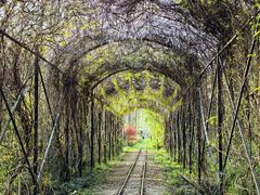 -合肥滨湖国家森林公园