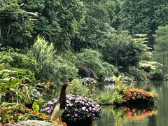 -深圳仙湖植物园