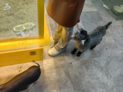 -神奇动物撸宠馆·羊驼·小浣熊·异宠(豫园店)