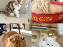 -平行世界·猫咖(首经贸店)