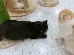 -喵园·猫主题咖啡厅·撸猫·猫咖(国贸店)