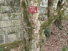 -普陀山慧济禅寺