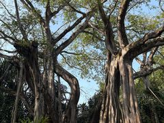 -瑞丽独树成林风景区