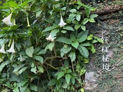 -VVG Hideaway 好样秘境