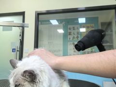 -天宠宠物医院24小时·急重症诊疗中心·全科·腔镜特色(和平分院)