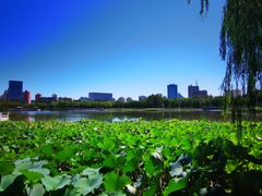 -莲花池公园