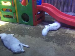 -芜湖新华联大白鲸海洋公园