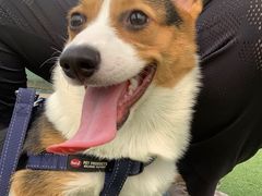 -熊小胖宠物生活馆(天华园店)