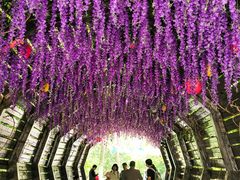 -合肥滨湖国家森林公园