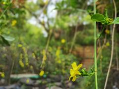 -张家港金凤凰度假村温泉
