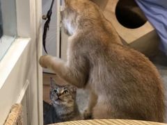 -楼上猫咖(罗湖店)