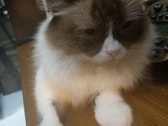-猫色咖啡·猫咖