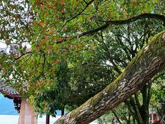 -严子陵钓台(富春江小三峡)