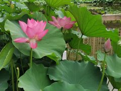 -陈家山荷花公园