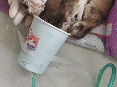 -瑞鹏宠物医院·内科·中兽医·骨科(苗圃店)