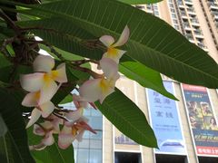 -布吉佳兆业广场