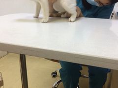 -创凡宠物医院·骨专科  猫科中心(西乡分院)