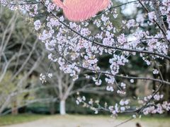 -杭州植物园