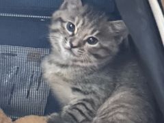 -米苏动物医院·犬猫专科·骨科外科内窥镜