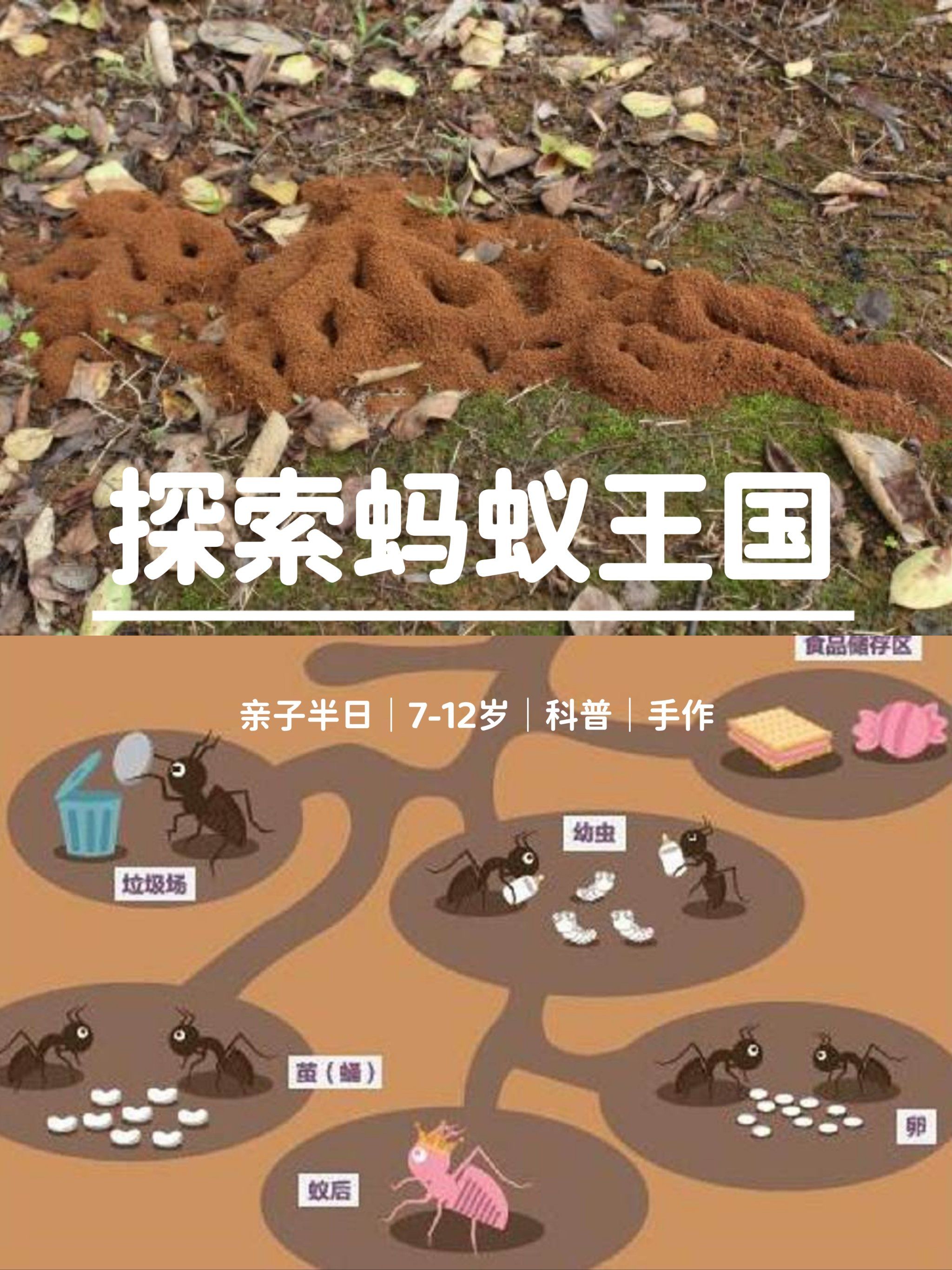 蚂蚁王国🐜
