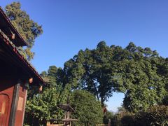 -峨眉山报国寺