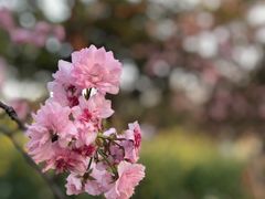 -天适樱花悠乐园