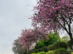-长洲岛