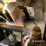 广州探店｜来一场森林风猫咖的约会吧
