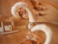 -猫腻·猫咖·撸猫馆(星光大道店)