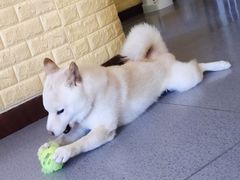 -喜柴咖啡·柴犬狗咖