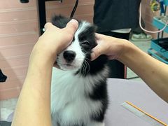 -FAELING PETS美天灵宠物(合生汇店)