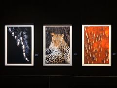 -罗红摄影艺术馆