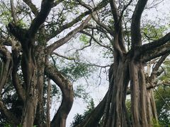 -瑞丽独树成林风景区