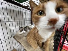 -四月宠物医院·猫专科·心脏专科·内科(转塘店)
